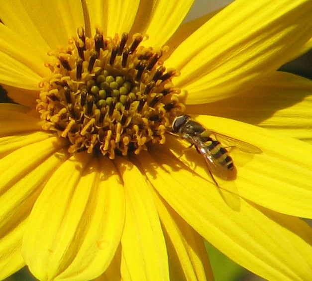 Syrphidae: Syrphus vitripennis